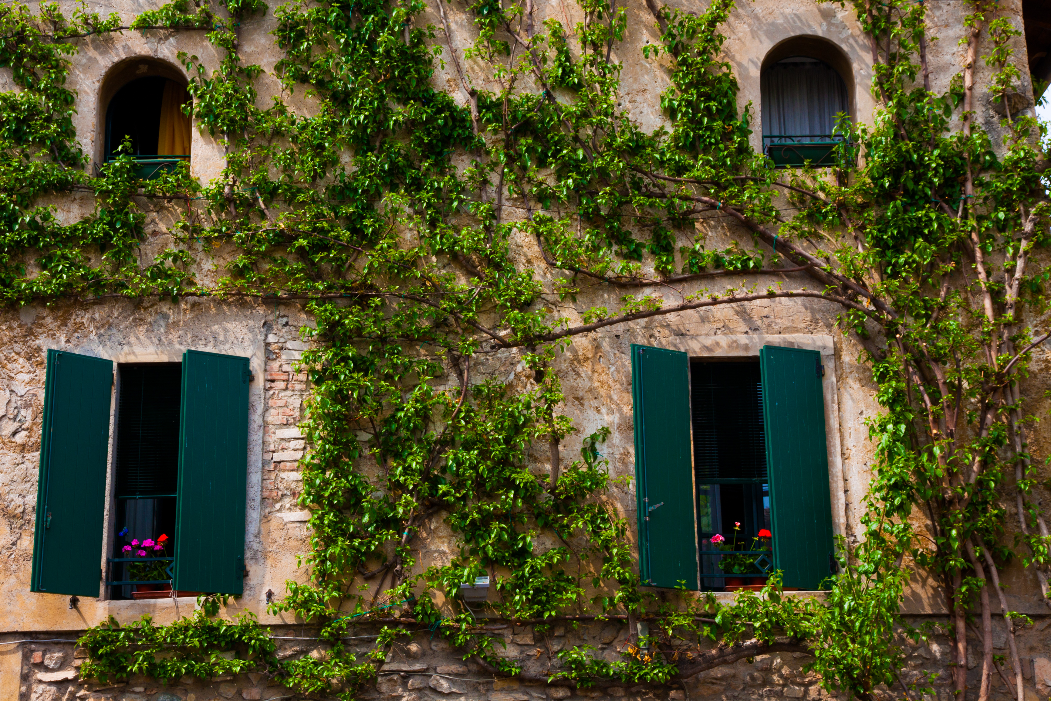 Windows in the ivy