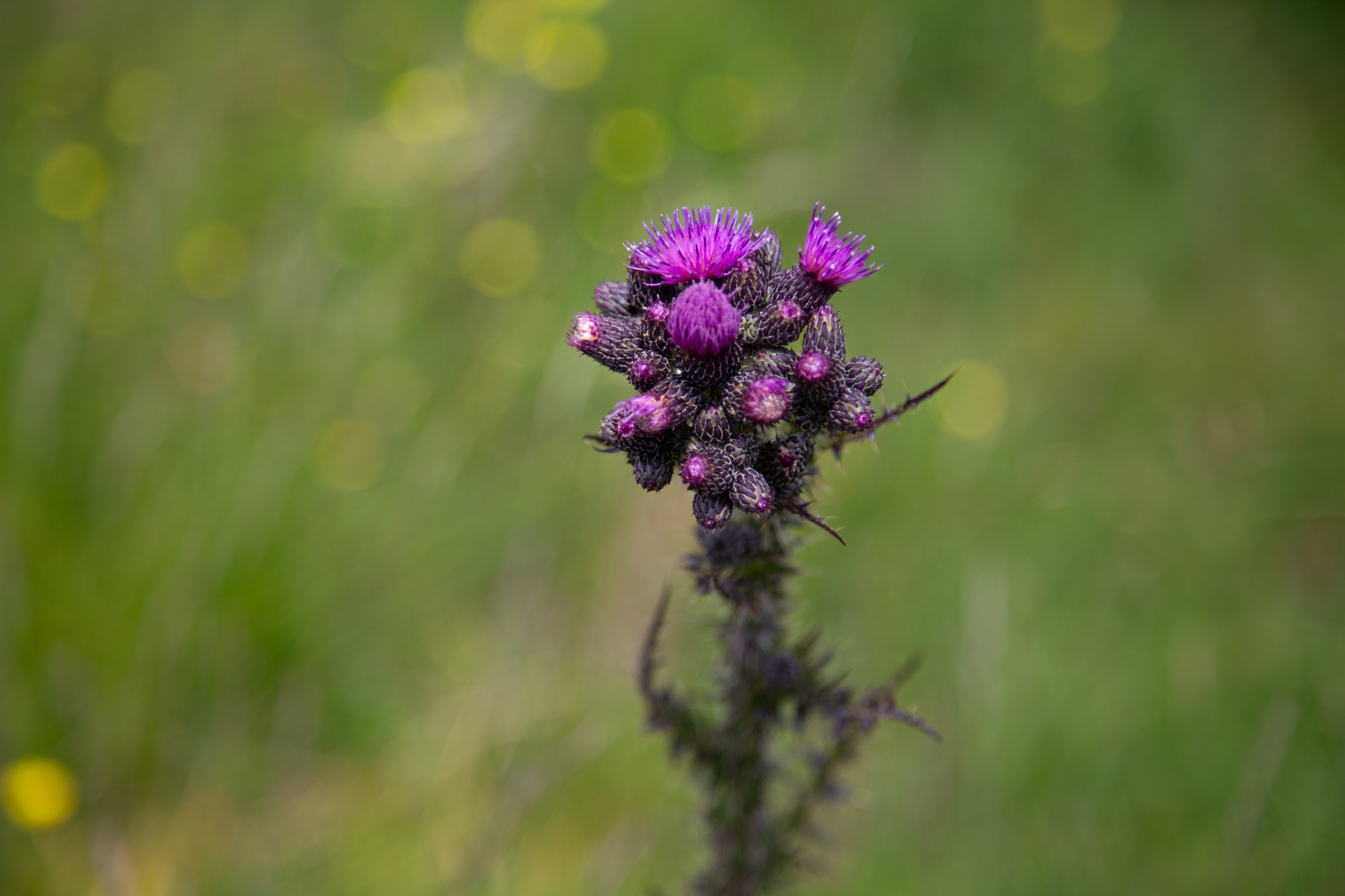 Thistle flower
